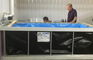 Sunflower Shrimp use Husky Portable Tanks for growing shrimp