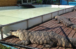 Wildlife Encounters of Gretna use custom folding frame tanks