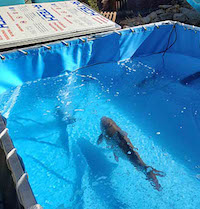 Ochiba the Koi fish recovers in her custom Husky Tank